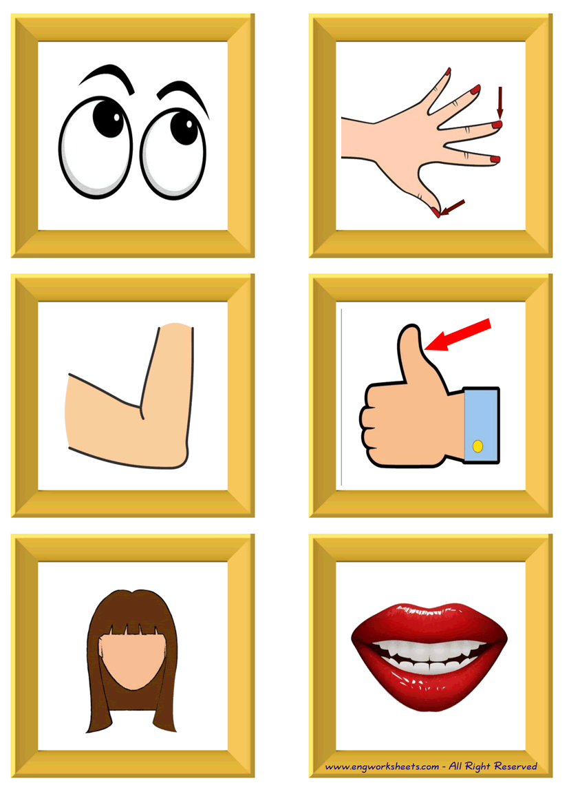 Body Parts Esl Printable Picture English Dictionary Worksheets For