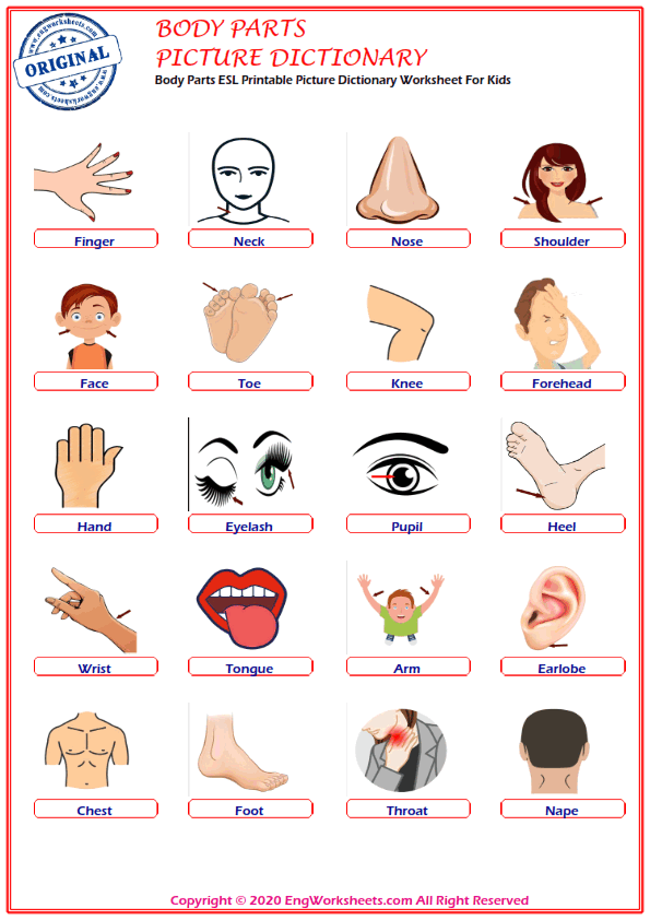 body parts english esl vocabulary worksheets engworksheets 1