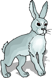 Rabbit