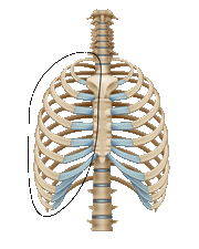 Ribs