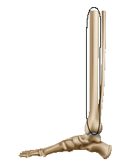 Tibia