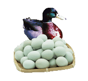 Duck Egg