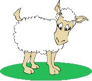 Sheep