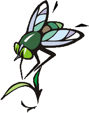 Fly